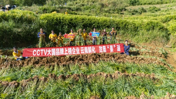 墨江象鼻村生姜大丰登！从种植、施肥到采摘，云南解化全程“呵护”